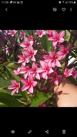 Newport Pink Plumeria