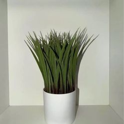 Decorative plant in white pot