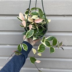 6” hoya queen tricolor