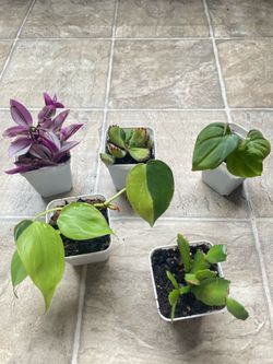 Plants