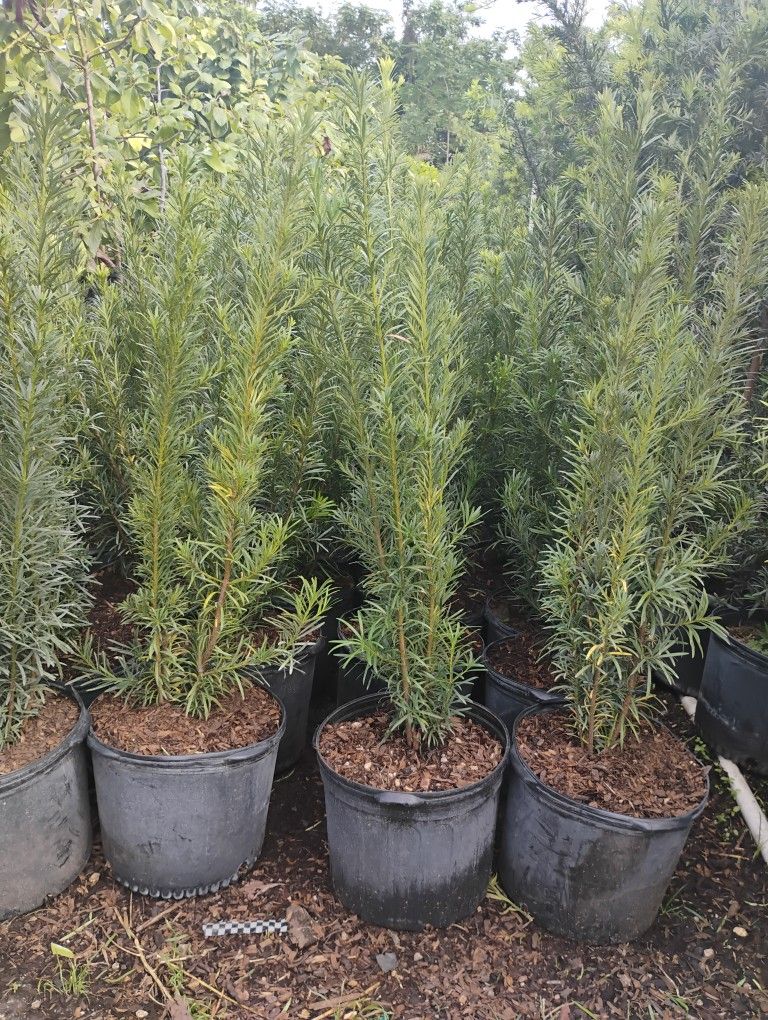 Podocarpus Hedges $19.00 4-4.5'ft