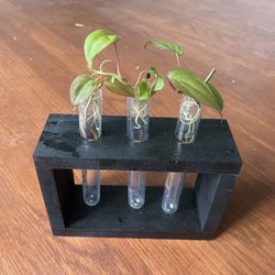 Propgation Station With Mican House Plant 