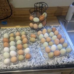 Fresh Eggs