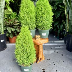 6” Cypress Lemon Lime $39.99 💚🤎💚