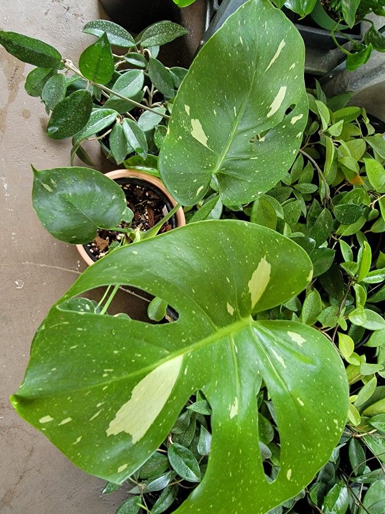 Thai Constalation Plants