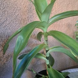 Basket Plant,    Chain Plant )