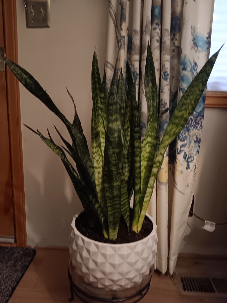 Snake Plant