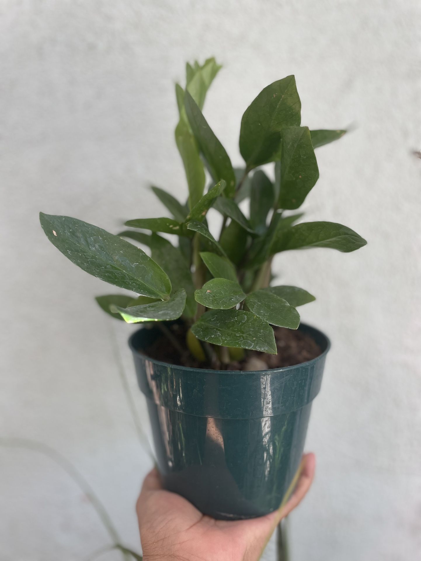 Zz Plant