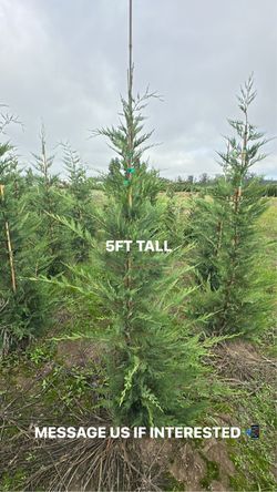 🌲TALL & FULL LEYLAND CYPRESS — 6FT ONLY $65! 7FT & 8FT AVAILABLE🌲