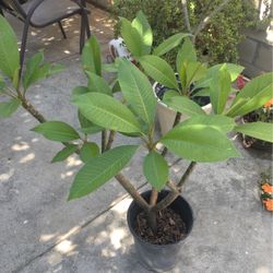 plant plumaria yellow white color