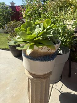 Succulent