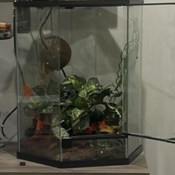 20 Gallon hexagon Tank