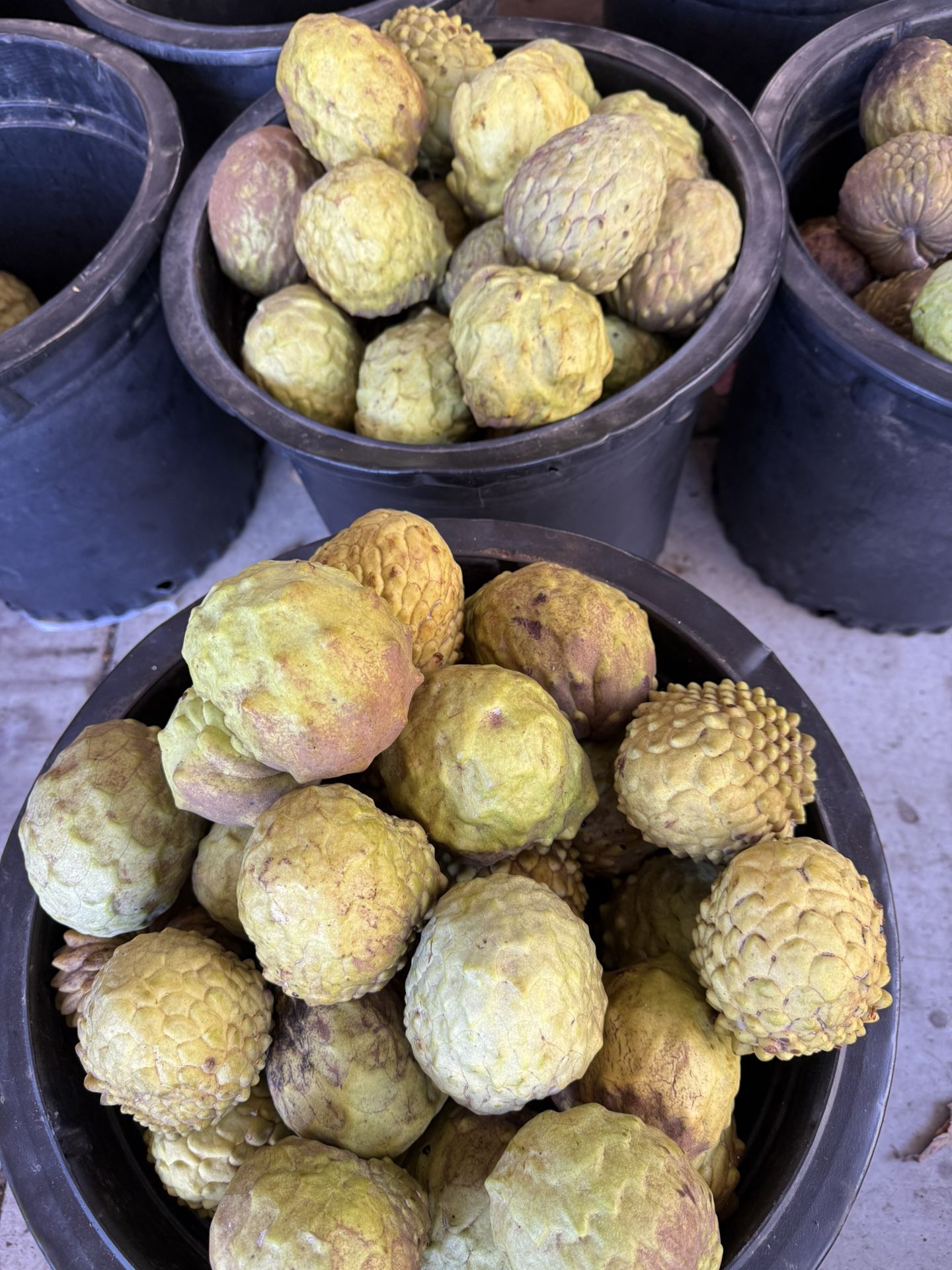 Fresh Cut atemoya From Our Farm