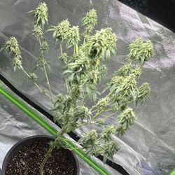 Grow Tent An 2 LED Lights 