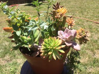 Beautiful Succulent arrangements for sale .