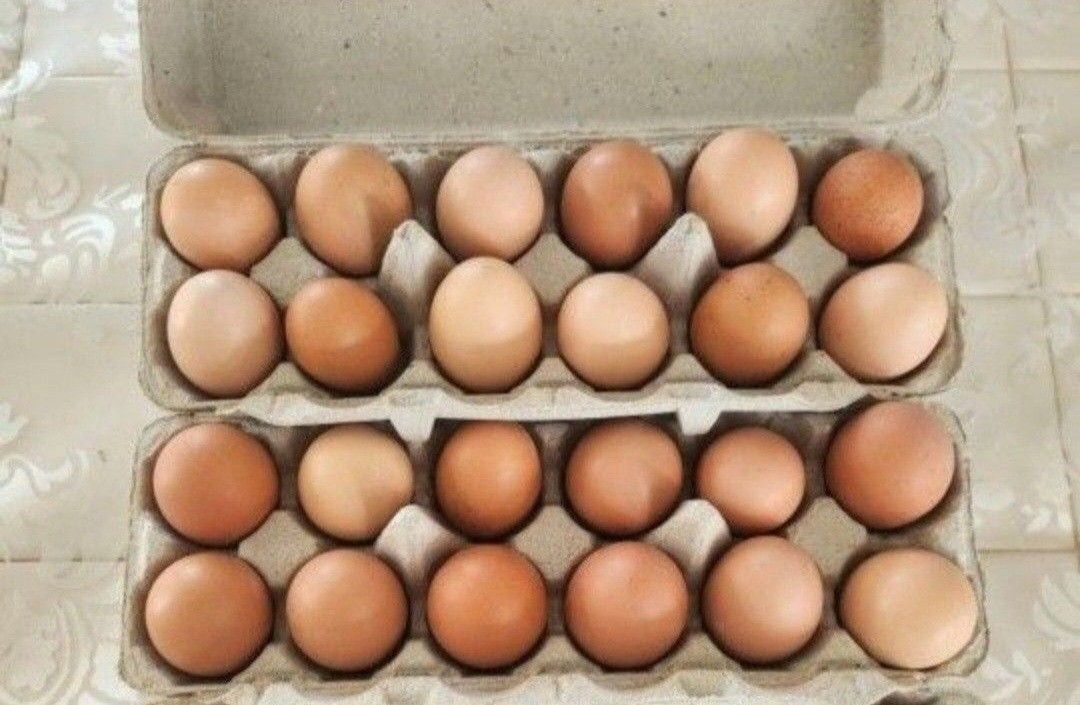 PASTURE RAISED ORGANIC EGGS 🥚🥚🥚