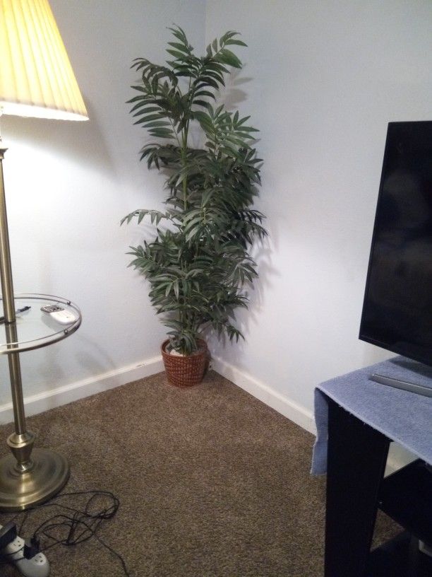 Palm Tree
