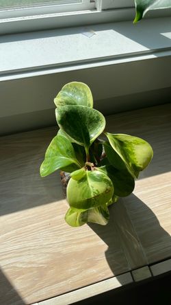 Variegated Peperomia Obtusifolia Live Plant Cutting