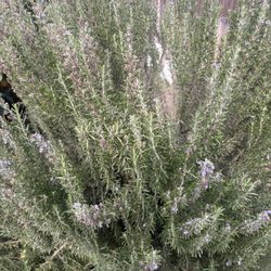 Rosemary 