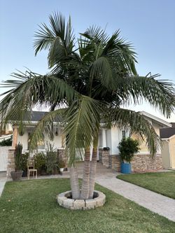 King Palm Trees