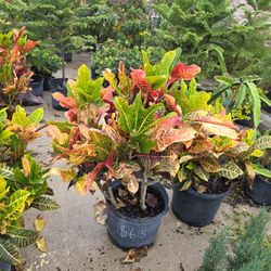 Crotos California 7gallones 