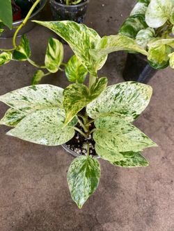 Plants for sale