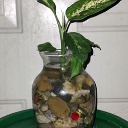 Chinese Evergreen Plants 