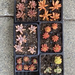Variety Of Succulents $3 Per Plant 