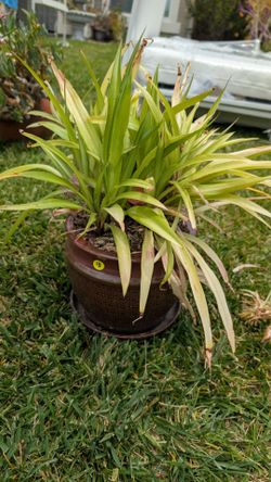 Outdoor plant