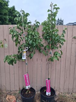 'Magnolia x Genie' Flowering Trees - 2 trees - Super Healthy & Ready to Bloom! Retails $129 ea!