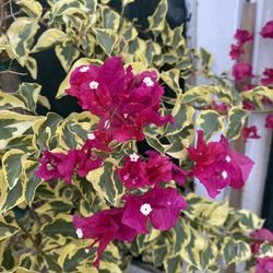 Bougainvillea, Camellina , Veranera Climbing Plant, In 5 Gallóns Pot Pick Up Only