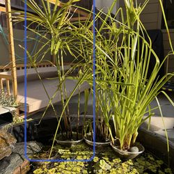 Papyrus plant. Live Pond Plant.