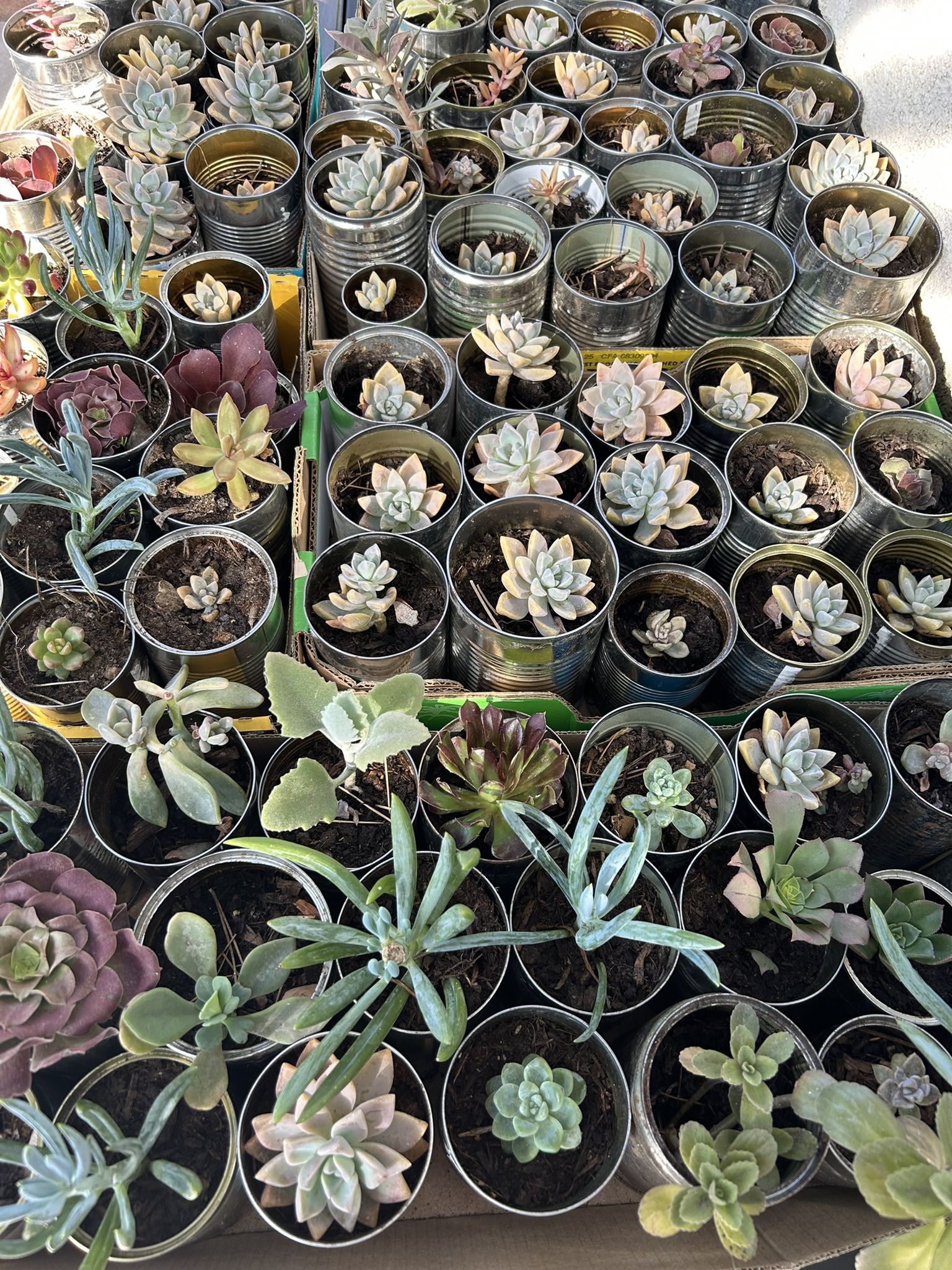 Succulents $1 Each