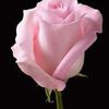 L💐U💐P💐I💐T💐A