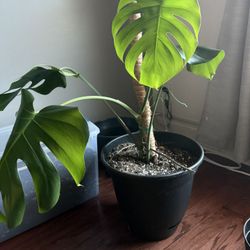 Monstera Deliciosa Potted Plants (1 Left)