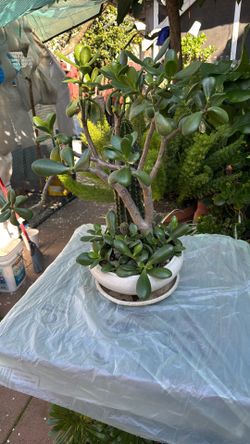 Bonsai Jade With Combination Cactus 2ft High And Ceramic Base Beautiful