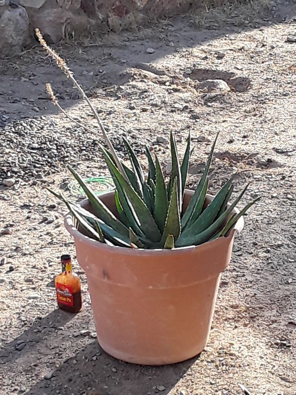 Aloe Vera (Sabila) Plant for Sale in El Paso, TX OfferUp