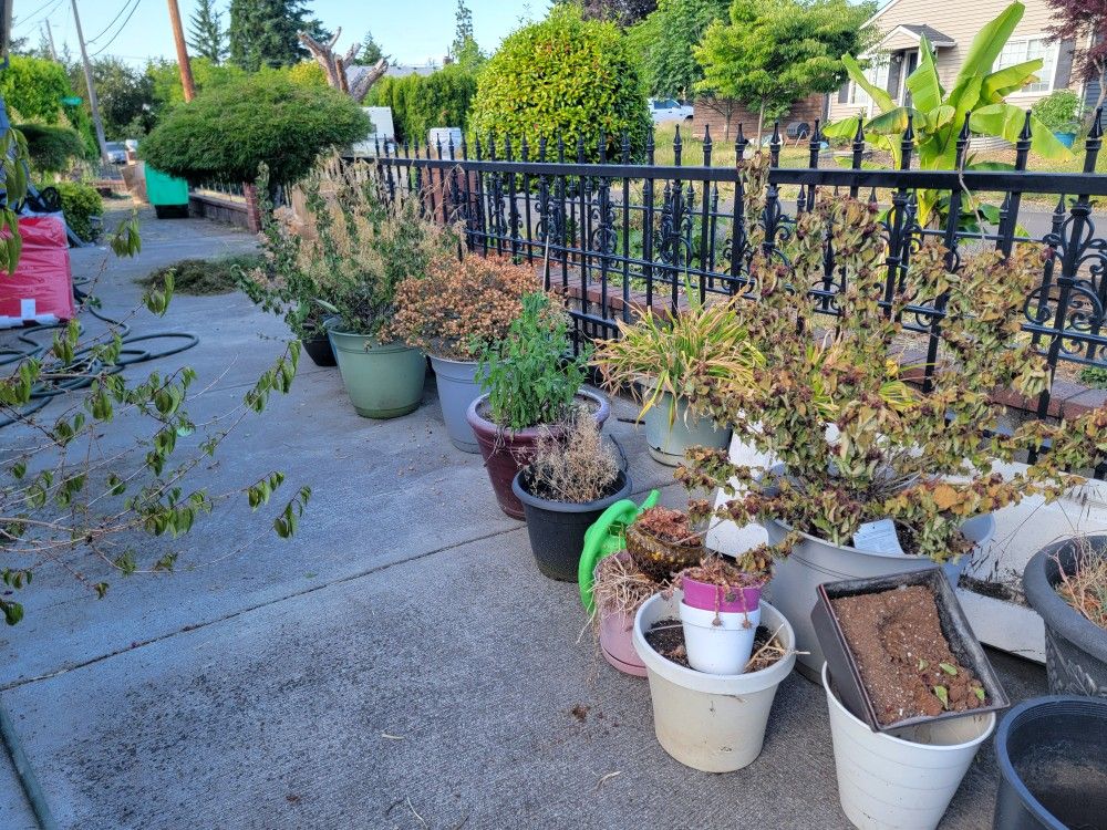 Free Plant Pots .
