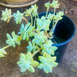 Echeveria Plant