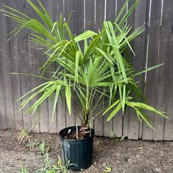 Beautiful Super Cold Hardy Palm Tree - Perfect For Texas 