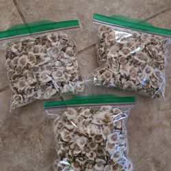Moringa Semillas Naturales- Moringa Seeds Natural