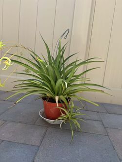 $5 Healthy Spider Plant – Easy to Care For