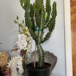 Euphorbia Plant 🪴 36 Inches Tall 