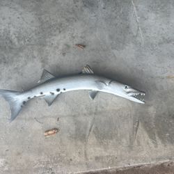 Barracuda 
