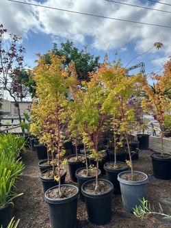 Sango kaku Japanese maples