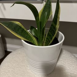 Snake Plant w/plant pot