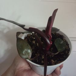 Philodendron Pink Princess 