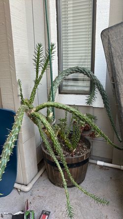 Large cactus plant