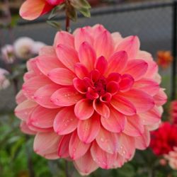 Dahlia Tubers To Help With Funeral Costs