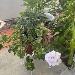 **** Lovely Welcome Sign  & Big Pot of Zonal Geranium - Pls Read Description ****